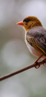 A serene bird resting on a branch with a natural background.