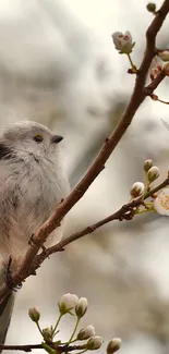 A small bird perched on a flower-filled branch in spring.