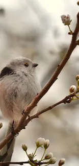 Fluffy bird perched on blossoming branch.