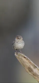 Small bird perched on rustic branch with a blurred gray background.