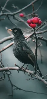 Bird perched on a branch with red berries, against a dark grey background.