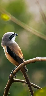 A bird perched on a branch amidst green foliage.