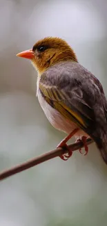 Serene bird perched on a branch with soft focus and earthy background tones.