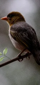 Bird perched on a branch with leaves, set against a soft background.