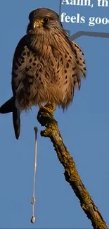 A bird perched on a branch against a clear sky.