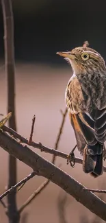 Little bird perches on a branch in nature.