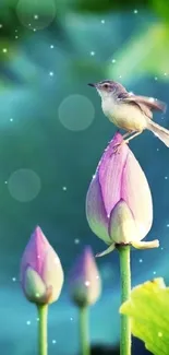 Bird perched on a lotus blossom surrounded by greenery.