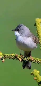 Small bird on pine branch with green background.