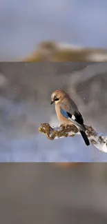 Bird perched on snow-covered branch in winter scene.