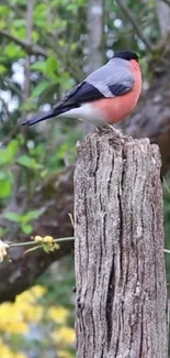 Vibrant bird perched on tree stump amidst green foliage.