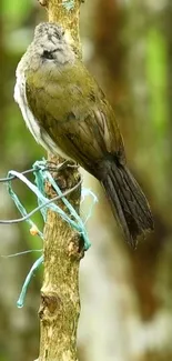 Bird perched on a tree in lush green surroundings.