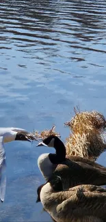 Birds by a serene lakeside with reflecting water under blue sky.