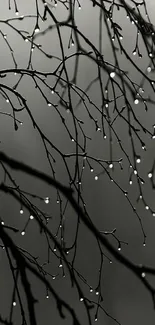 Black and white branches with dewdrops in a serene wallpaper.