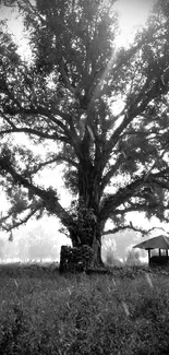 Black and white tree in a serene landscape mobile wallpaper.