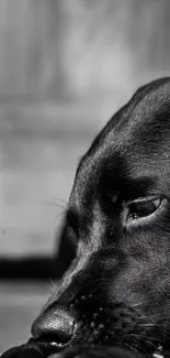 Black dog portrait in monochrome setting.