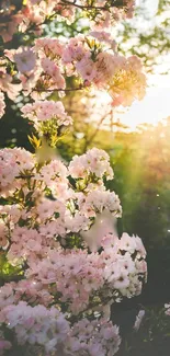Peaceful garden with pink blossoms at sunrise.