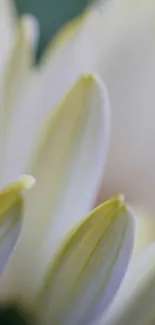 Close-up of white flower petals with a serene green background.