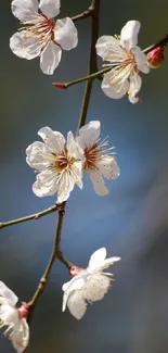 Mobile wallpaper with delicate white blossoms on a blue background.