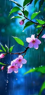 Cherry blossoms in rain on a branch background.