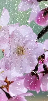 Pink cherry blossoms with raindrops.