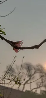 Blossom branch at sunrise with misty background.