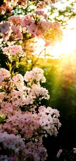 Pink blossoms at sunset creating a peaceful, natural scene.