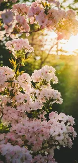 Pink blossoms with a sunset background creating a serene and tranquil image.