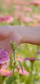 Hand touching pink flowers in a serene field.