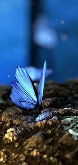 Blue butterfly on a textured surface with a glowing effect.