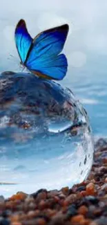 Beautiful blue butterfly on a glass orb by a pebbled shore with a serene backdrop.