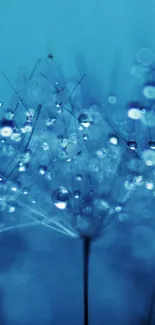 Close-up of dandelion with dewdrops on a blue background.