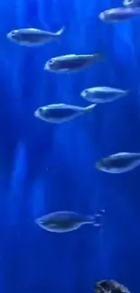 Mobile wallpaper of fish swimming in a deep blue aquarium.