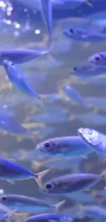 Serene school of blue fish swimming in the ocean background.