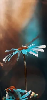 Blue flower in soft-focus light as phone wallpaper.