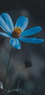 Close-up of a blue flower with bokeh background.