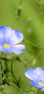 Serene blue flowers with green background wallpaper.