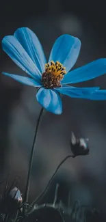 Serene blue flower with delicate petals.