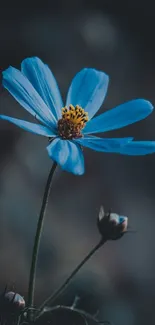 A serene blue flower with a dark, moody background for mobile wallpaper.