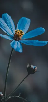 Blue flower with dark shadows creates a serene wallpaper.