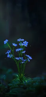 Serene blue flowers in a dark forest setting.