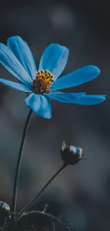 A serene blue flower on a dark background