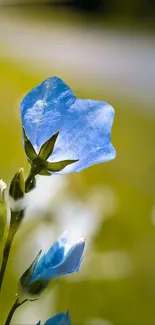 Closeup of a delicate blue flower in nature.