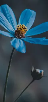 Close-up of a serene blue flower with blurred background.