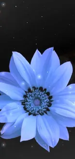 Serene blue flower with black background wallpaper