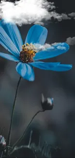 Blue flower with moody clouds, a serene and calming wallpaper.