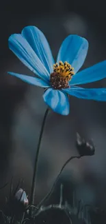 Elegant blue flower wallpaper for mobile.