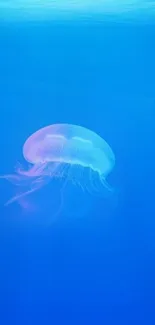 Tranquil jellyfish in vibrant blue water wallpaper.