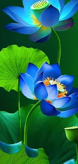 Vibrant blue lotus flowers with green leaves.