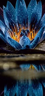 Blue lotus flower with reflection and water droplets.