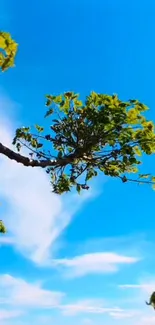 Vibrant blue sky with lush green leaves on a branch.